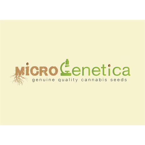 MICROGENETICA - WHITE CHEESE  FEM - 10 SEMI