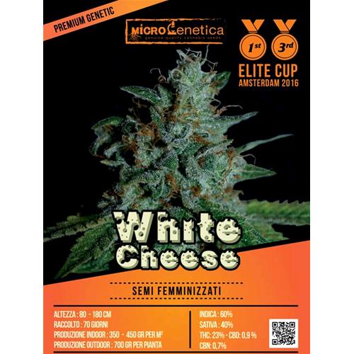 MICROGENETICA - WHITE CHEESE  FEM - 10 SEMI