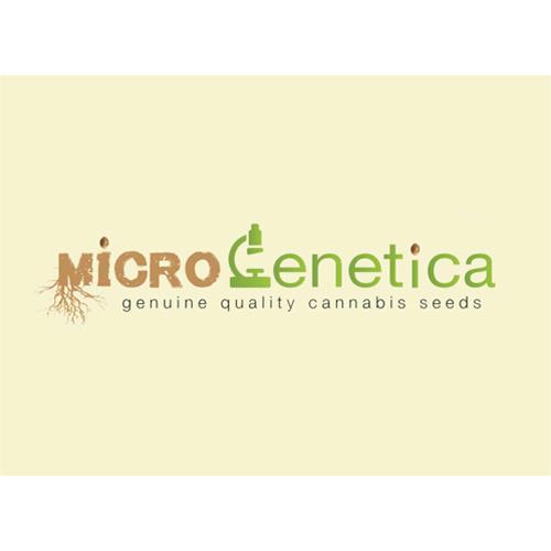 MICROGENETICA - MATURE KUSH FEM - 3 SEEDS