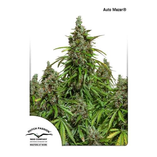 DUTCH PASSION - MAZAR AUTO - 7 SEMI