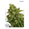 DUTCH PASSION - AUTOXTREME - 3 SEEDS