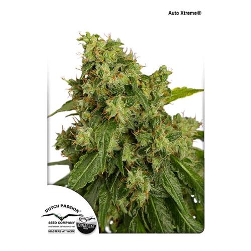 DUTCH PASSION - XTREME AUTO - 7 SEMI