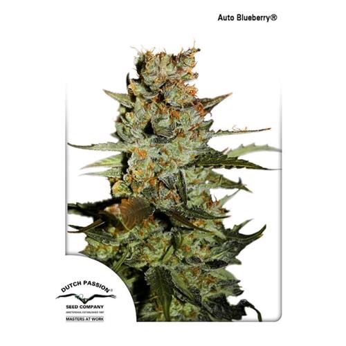 DUTCH PASSION - BLUEBERRY AUTO - 7 SEMI