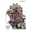 DUTCH PASSION - BLUEBERRY FEM - 10 SEMI