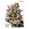 DUTCH PASSION - EUFORIA FEM - 3 SEEDS