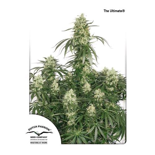 DUTCH PASSION - THE ULTIMATE FEMINIZED - 3 SEEDS