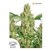DUTCH PASSION - POWER PLANT FEM - 3 SEEDS