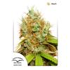 DUTCH PASSION - MAZAR FEM - 3 SEEDS