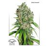 DISCONTINUED - DUTCH PASSION - OUTLAW AMNESIA  - 10 SEMI