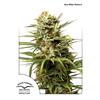 DUTCH PASSION AUTO WHITE WIDOW - 3 SEEDS