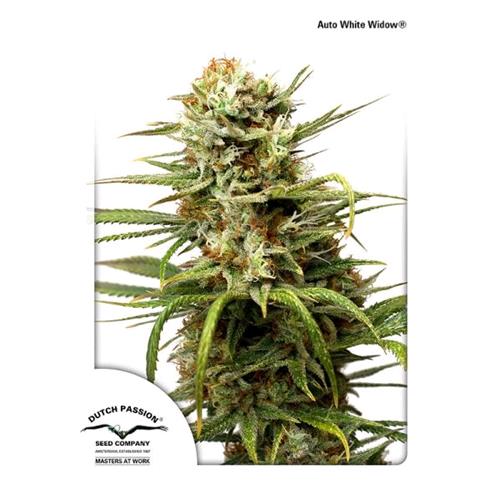 DUTCH PASSION AUTO WHITE WIDOW - 3 SEEDS