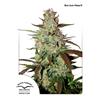 DUTCH PASSION - BLUE MAZAR AUTO - 3 SEMI 