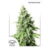 DUTCH PASSION - DURBAN POISON FEM - 3 SEMI 