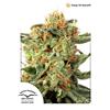 DUTCH PASSION - ORANGE HILL SPECIAL FEM - 3 SEMI 
