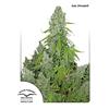 DUTCH PASSION - AUTO ULTIMATE - 7 SEEDS