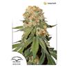 DUTCH PASSION - ORANGE BUD FEM - 3 SEEDS