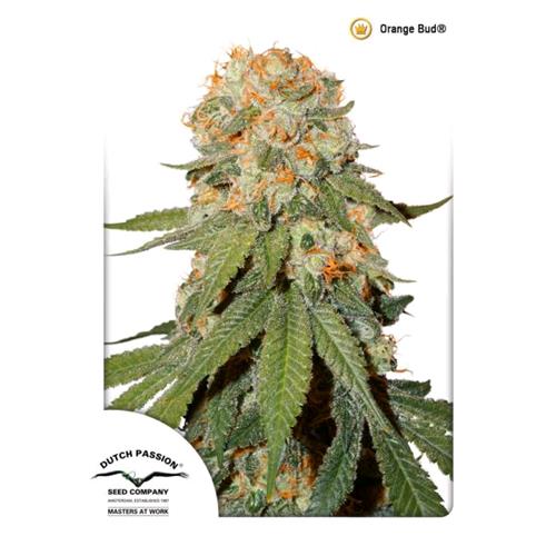 DUTCH PASSION - ORANGE BUD FEM - 3 SEMI