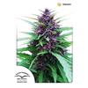 DUTCH PASSION - SHAMAN FEM - 5 SEMI