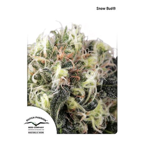 DUTCH PASSION - SNOWBUD FEMMINIZZATA - 5 SEMI