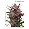 DUTCH PASSION - BLACKBERRY KUSH AUTO - 100 SEMI