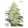 DUTCH PASSION - THINK BIG - 3 SEEDS