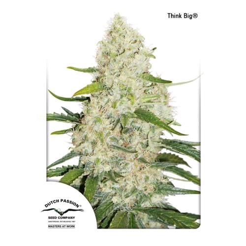 DUTCH PASSION - THINK BIG - 3 SEEDS