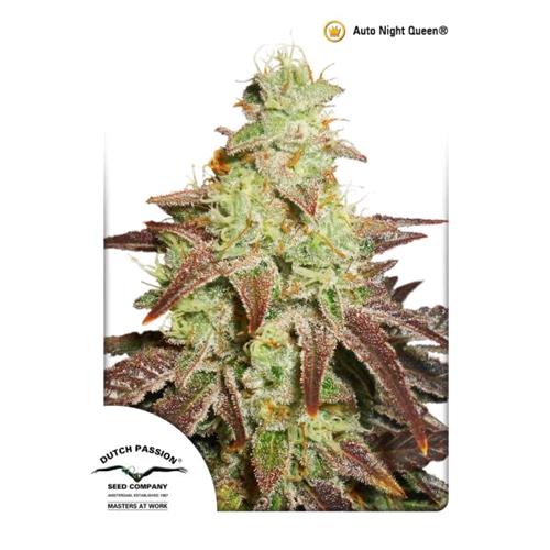 DUTCH PASSION - NIGHT QUEEN AUTO - 3 SEMI
