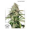 DUTCH PASSION - COLORADO COOKIES AUTO - 3 SEEDS 