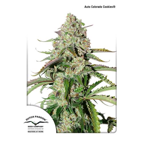 DUTCH PASSION - COLORADO COOKIES AUTO - 7 SEEDS 