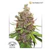 DUTCH PASSION - AUTO GLUEBERRY OG - 3 SEEDS 
