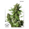 DUTCH PASSION - AUTO DUCK - 3 SEEDS