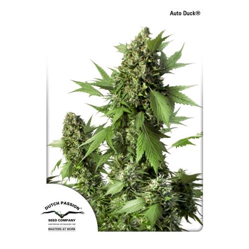 DUTCH PASSION - AUTO DUCK - 7 SEEDS