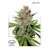 DUTCH PASSION - PASSION FRUIT FEM - 3 SEMI