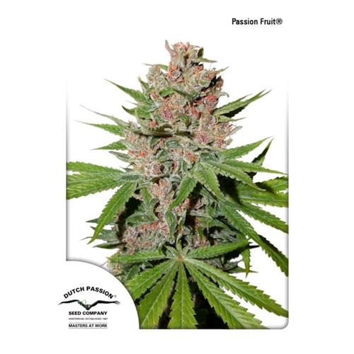 DUTCH PASSION - PASSION FRUIT FEM - 10 SEMI