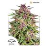 DUTCH PASSION - FRISIAN DEW FEM - 5 SEEDS