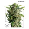 DUTCH PASSION - DAIQUIRI LIME AUTO - 7 SEEDS 