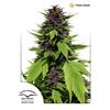 DUTCH PASSION - FRISIAN DUCK FEM - 3 SEEDS