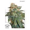 DUTCH PASSION - AUTO ORANGE BUD - 3 SEEDS