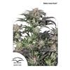 DUTCH PASSION - BUBBA ISLAND KUSH FEMMINIZZATA - 3 SEMI