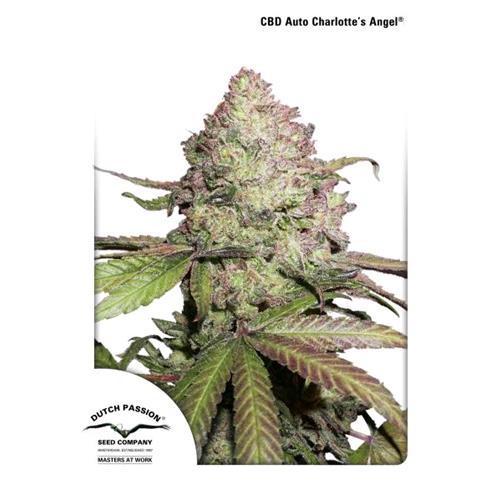 DUTCH PASSION - CBD AUTO CHARLOTTE'S ANGEL - 7 SEEDS