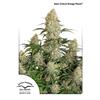 DUTCH PASSION - CRITICAL ORANGE PUNCH AUTO - 3 SEMI