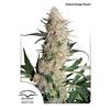 DUTCH PASSION - CRITICAL ORANGE PUNCH FEM - 5 SEMI