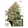 DUTCH PASSION - SKUNK#11  FEMMINIZZATA - 3 SEMI