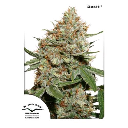 DUTCH PASSION - SKUNK#11 FEMINIZED - 3 SEEDS