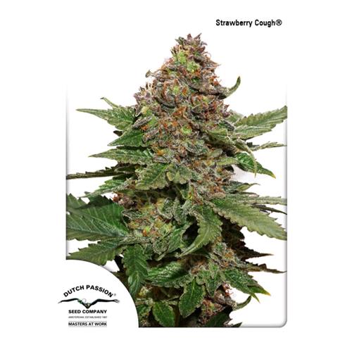 DUTCH PASSION - STRAWBERRY COUGH ® - 3 SEEDS 