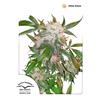 DUTCH PASSION - WHITE WIDOW FEMINIZED - 3 SEEDS