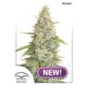 DUTCH PASSION - MERINGUE FEM - 3 SEEDS