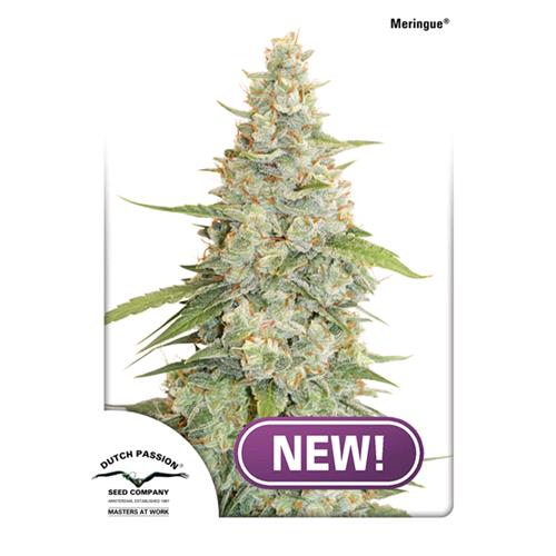 DUTCH PASSION - MERINGUE FEM - 10 SEEDS 