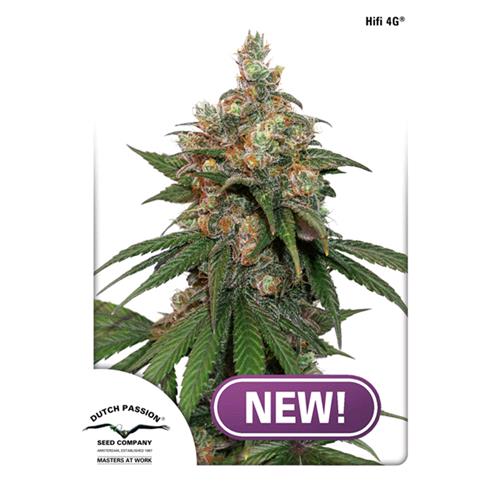 DUTCH PASSION - HIFI 4G FEM - 3 SEEDS 