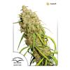 DUTCH PASSION - AUTO DEFRAN - 3 SEEDS